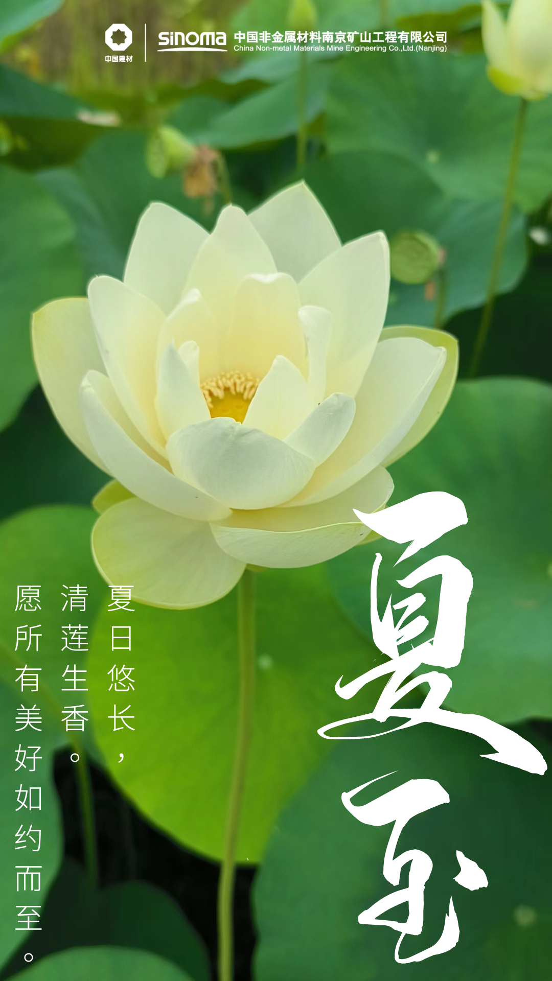 绿色中国风夏天夏至节气手机海报 (2).png
